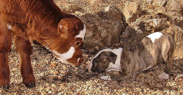 Minivaca acolhida em refúgio é “adotada” por 12 cães