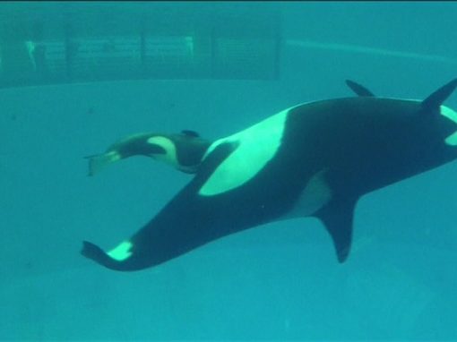 Vídeo mostra último nascimento de bebê orca em cativeiro