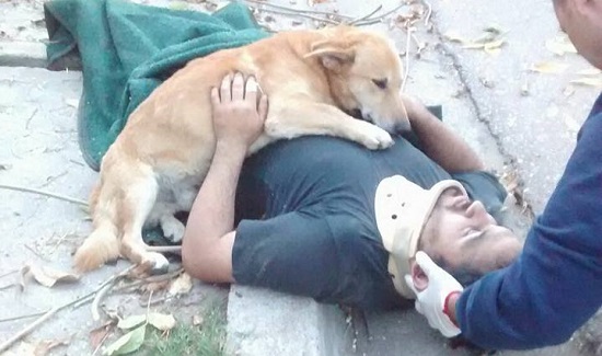 Cachorro se recusa a deixar dono após homem sofrer acidente