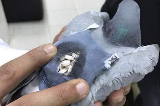 Polícia captura pombo que levava drogas em mochila
