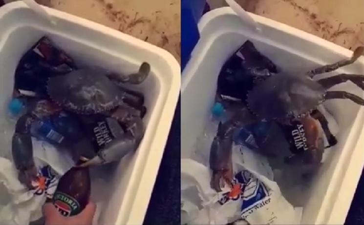 Vídeo mostra caranguejo vivo sendo feito de abridor de garrafa