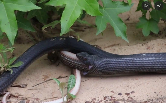 Vídeo mostra cobra “vomitando” outra serpente viva