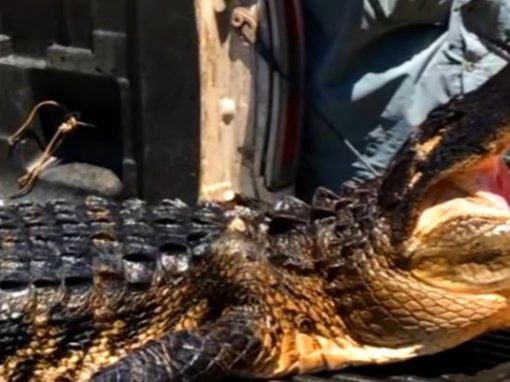 Menina sobrevive ao abrir boca de crocodilo em ataque