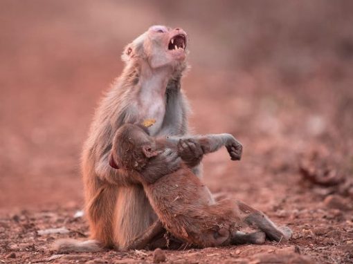 Imagem mostra macaca “chorando” ao socorrer filhote