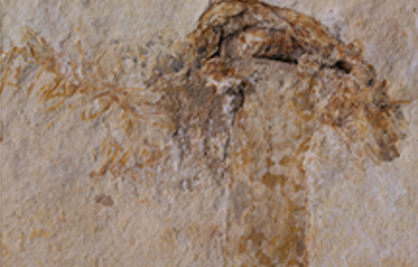 Fóssil de cogumelo mais antigo do mundo agora faz parte de herbário da UFPE