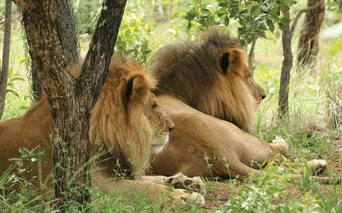 Resgatados de circo, leões são encontrados decapitados