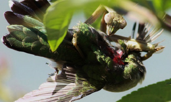 Louva-a-deus comem cérebros de pássaros e preocupam biólogos