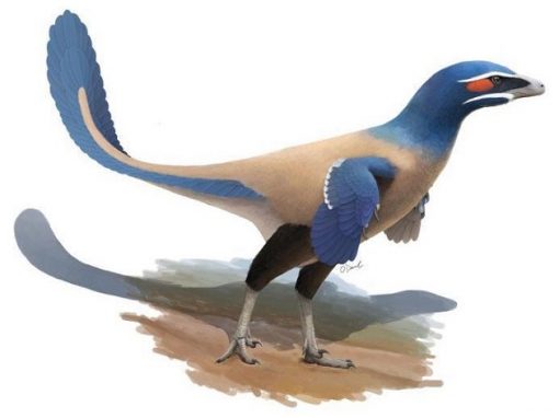 Descoberto dinossauro semelhante a ave gigante de 60 kg