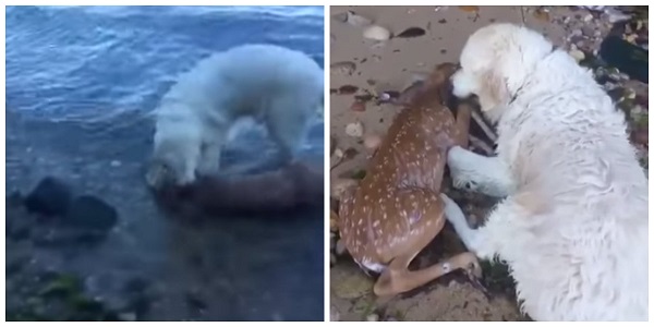 Cão salva cervo que se afogava em lago de Nova York