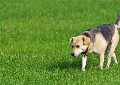 Tradutor deverá permitir conversa com cães em 10 anos