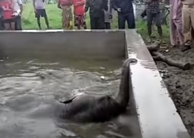 Filhote de elefante cai em tanque e é salvo de afogamento por moradores de vilarejo