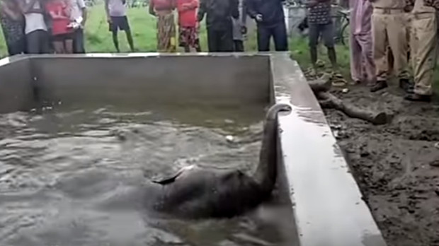 Filhote de elefante cai em tanque e é salvo de afogamento por moradores de vilarejo