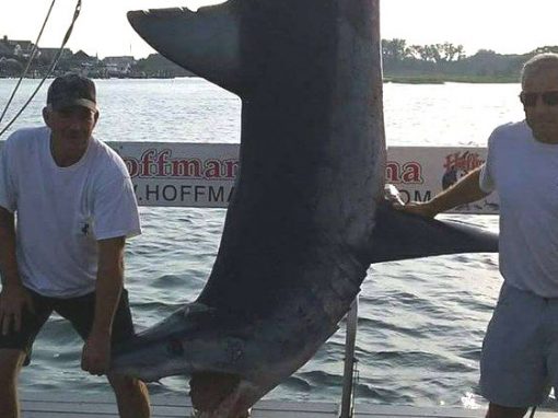 Pescadores capturam tubarão com mais de três metros