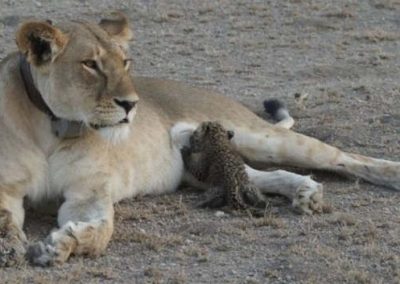 Em acontecimento inédito, leoa adota e amamenta filhote de leopardo