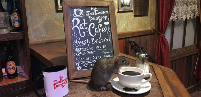 Café temático com ratos é inaugurado nos EUA