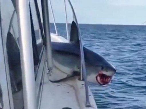 Vídeo mostra tubarão fugindo de barco após ser pescado