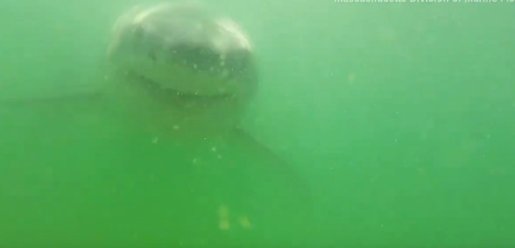Vídeo mostra mordida de tubarão por dentro após animal atacar câmera