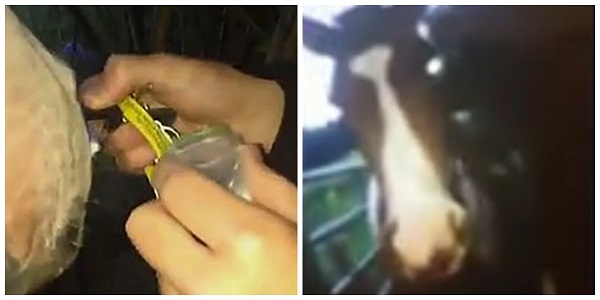 Jovens fazem cavalo cheirar cocaína e publicam vídeo online
