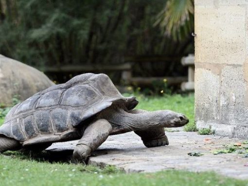Tartaruga gigante foge pela porta da frente de zoológico
