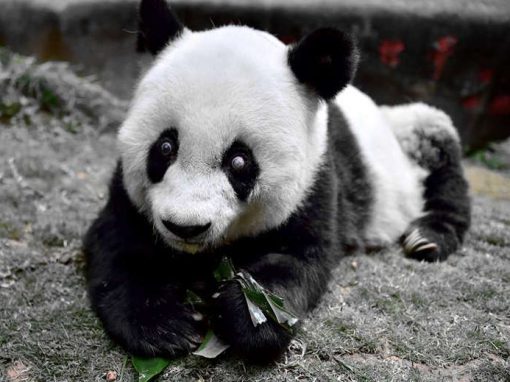 Panda mais velha do mundo morre aos 37 anos