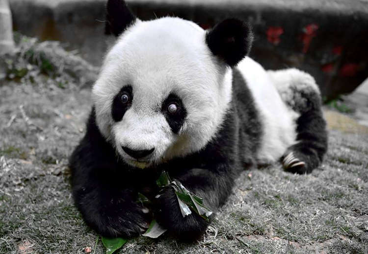 Panda mais velha do mundo morre aos 37 anos