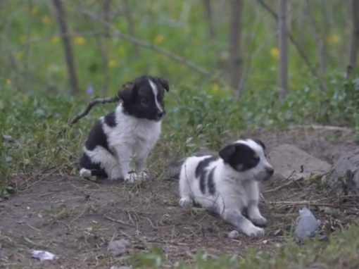 Ação tenta salvar cães abandonados em Chernobyl