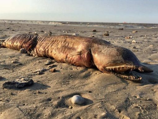 Animal marinho de espécie desconhecida é revelado em praia após furacão Harvey