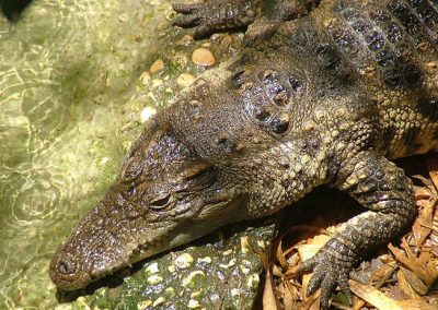 Fuga em massa de crocodilos termina com super operação de resgate