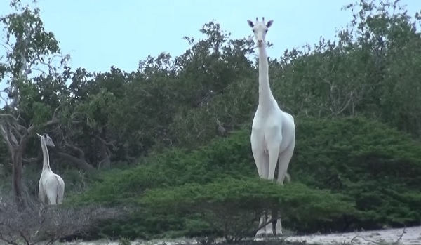 Raras girafas brancas são filmadas pela 1ª vez