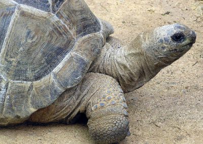 Em busca de “namorada”, tartaruga foge de casa e percorre 10km até zoo