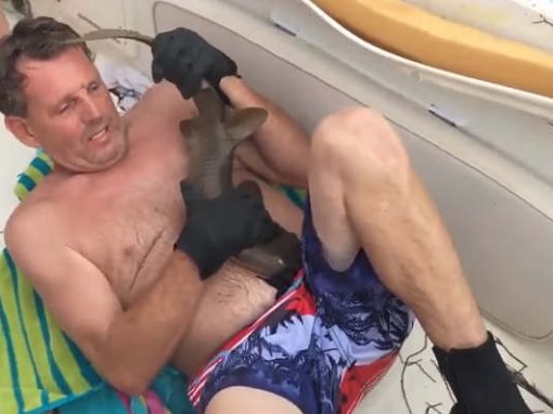 Preso no corpo de mergulhador após mordida, tubarão é removido à faca