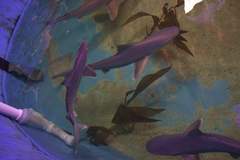 Polícia encontra piscina com tubarões em porão de casa