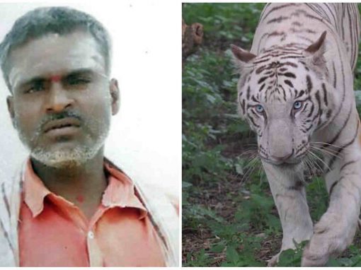Funcionário de zoológico morre ao ser atacado por filhotes de tigres brancos