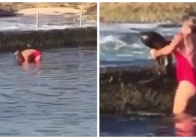 Banhista resgata tubarão nos braços para devolvê-lo ao mar