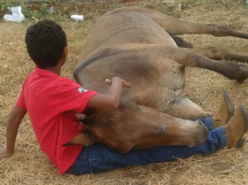 Abandonado por dono após quebrar patas, burro é consolado por menino