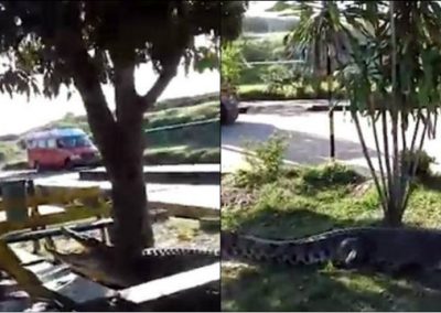 Trabalhadores espantam crocodilo de terreno com escavadeira