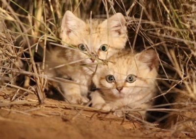 FIlhotes de gatos-do-deserto são filmados pela primeira vez