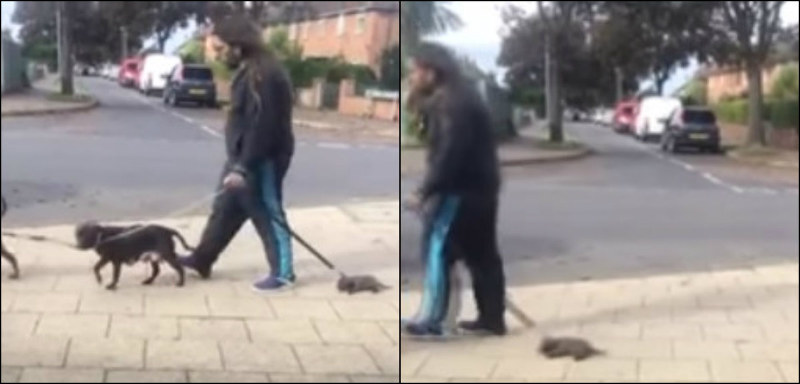 Após arrastar filhote de cachorro desmaiado em coleira, homem é multado