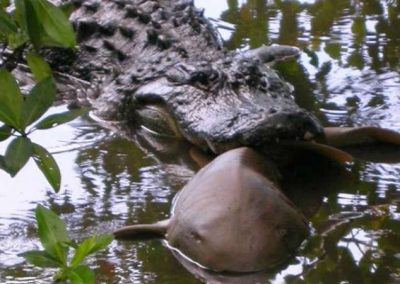 Inusitada “briga” entre tubarão e crocodilo é registrada por cientistas