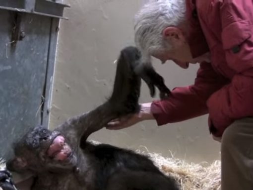No leito de morte, chimpanzé reconhece biólogo e comove público