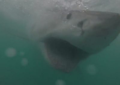 Mergulhador filma encontro com tubarão branco para “educar” público