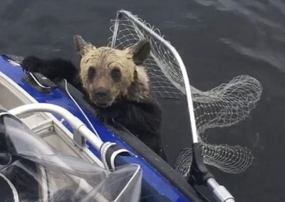 Filhotes de urso são salvos de afogamento em lago por pescadores