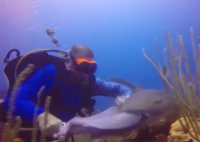 Mergulhador briga com tubarão por peixe capturado no fundo do mar