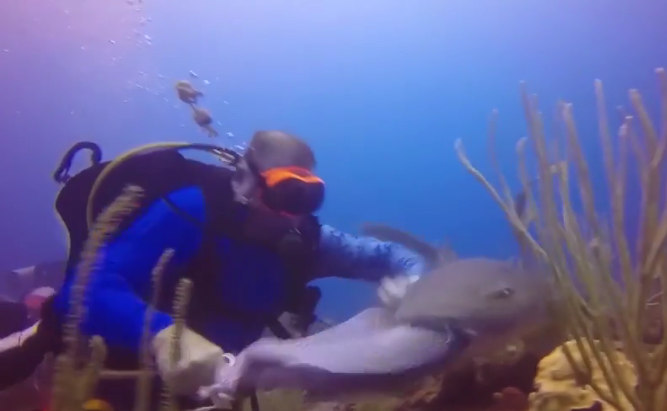 Mergulhador briga com tubarão por peixe capturado no fundo do mar