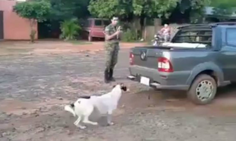 Cachorro é arrastado por carro como “castigo” após morder criança