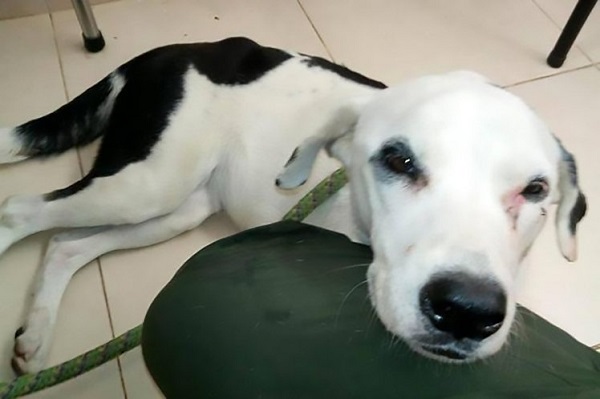Cachorro abandonado em aeroporto morre “de tristeza”