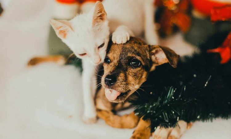 Animais posam em ensaio de Natal em busca de adoção