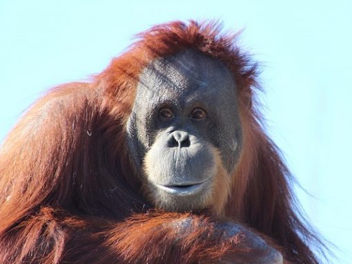 Nova espécie de orangotango é identificada, mas já está em extinção