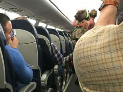 Mulher tenta embarcar em avião com porco de estimação e acaba expulsa