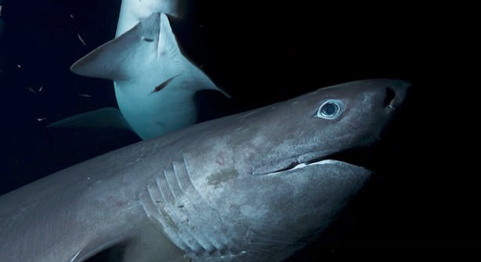 Confundida com predador, equipe de TV é atacada por tubarões de 6m